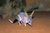greater-bilby-24T5099-65.jpg