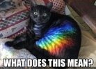 lolcat%2Brainbow.jpg