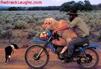 hillbilly-hot-date-sheep-motorcycle.jpg