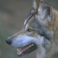 theWolfTamer