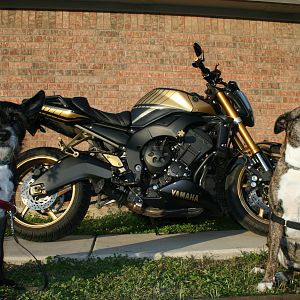 The dark knight and her guard dogs!