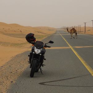 Lone Camel Road