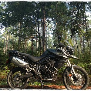 Tiger in Sam Houston National Forest