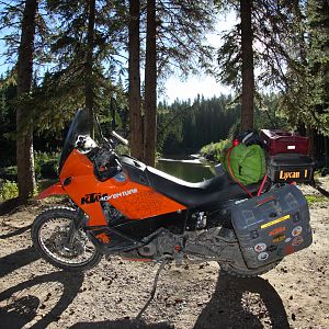 Playing in the trees