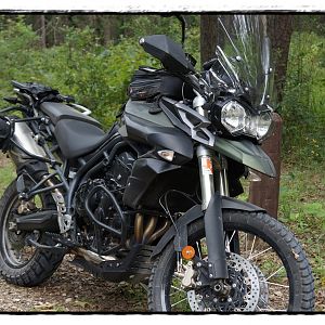 Exploring the Forest