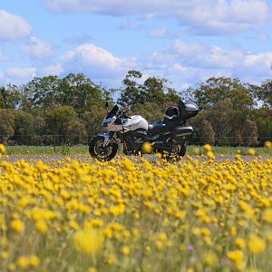 Wildflowers