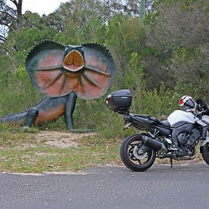 Damned lizard stole my helmet