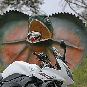 Damned lizard stole my helmet