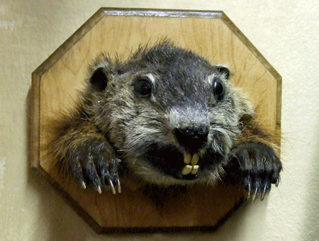 groundhog-1.gif